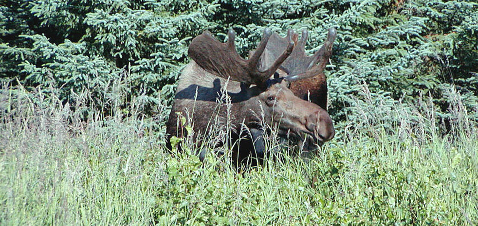 Guided or unguided Alaska fly-out hunting