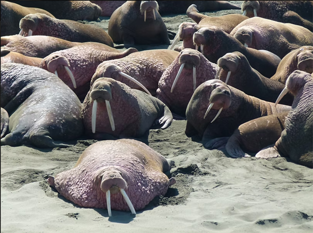 Alaska
 fly-out bear and  wildlife viewing