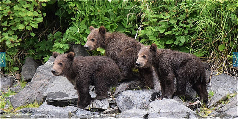 Alaska
 bear viewing