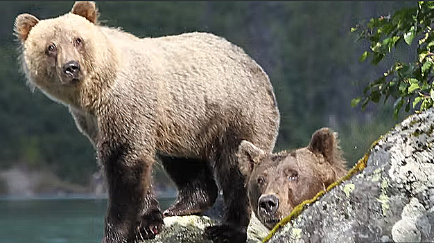 Alaska
 fly-out bear viewing